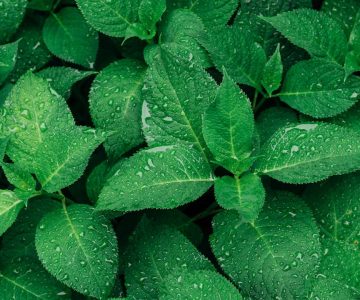 Close-up of vibrant green leaves with raindrops, captured outdoors.